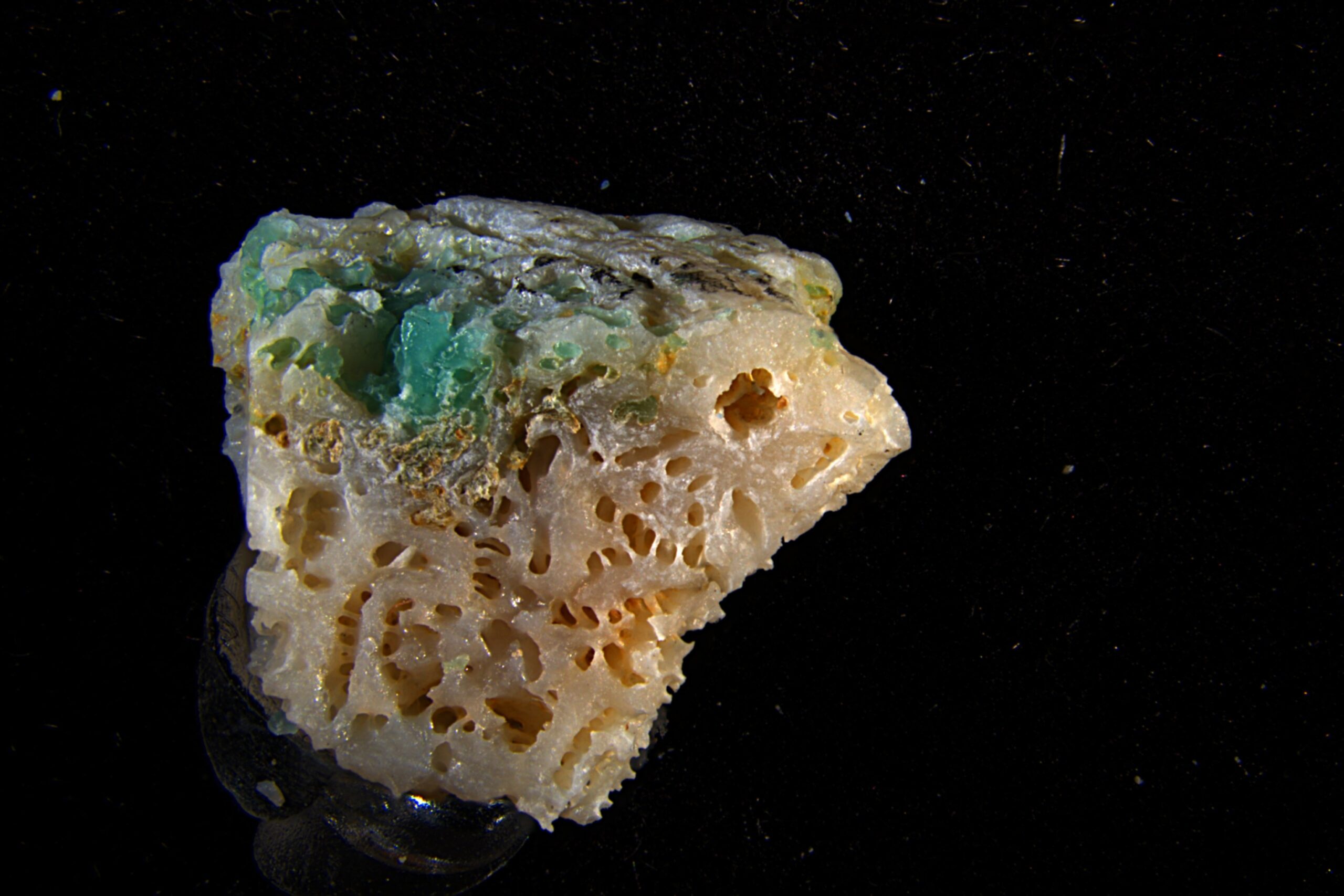Plasticoral:  Plastic Embedded in Coral Reef Environments